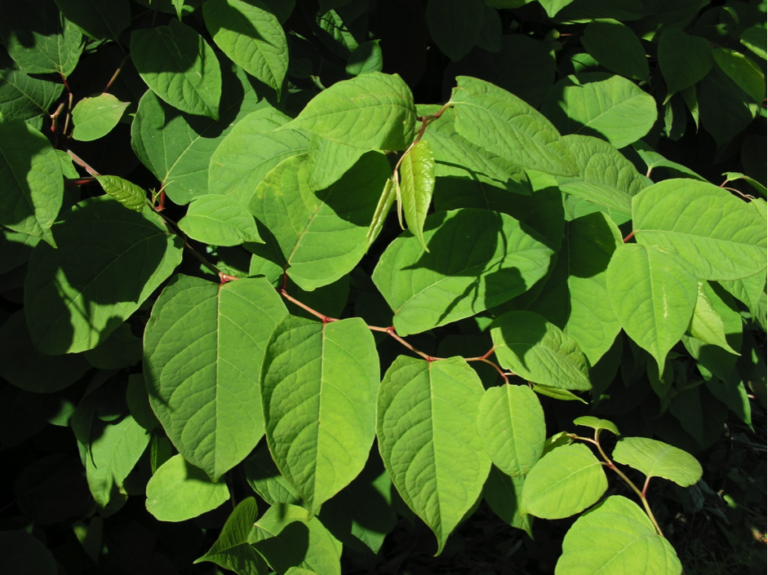 Japanese Knotweed Treatment Methods – Pros and Cons - The Property Voice
