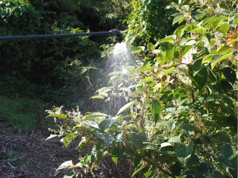 Japanese Knotweed Treatment Methods – Pros and Cons - The Property Voice